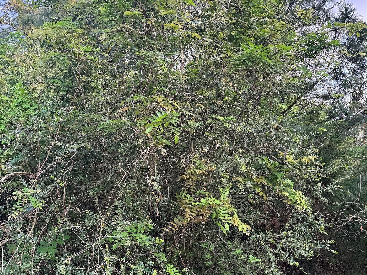 LOT 1386 N Pahihi Dr #1386 Bastrop, TX 78602 - Thumbnail 5