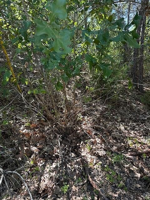 LOT 1355 N Kaupo Dr #1355 Bastrop, TX 78602 - Thumbnail 5