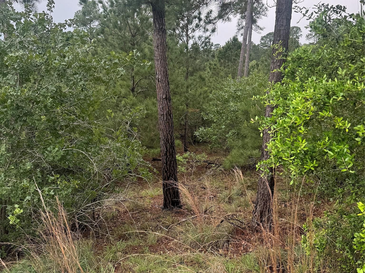 Lots 1612 1613 1614 Kaanapali Ln Bastrop, TX 78602 - Thumbnail 5