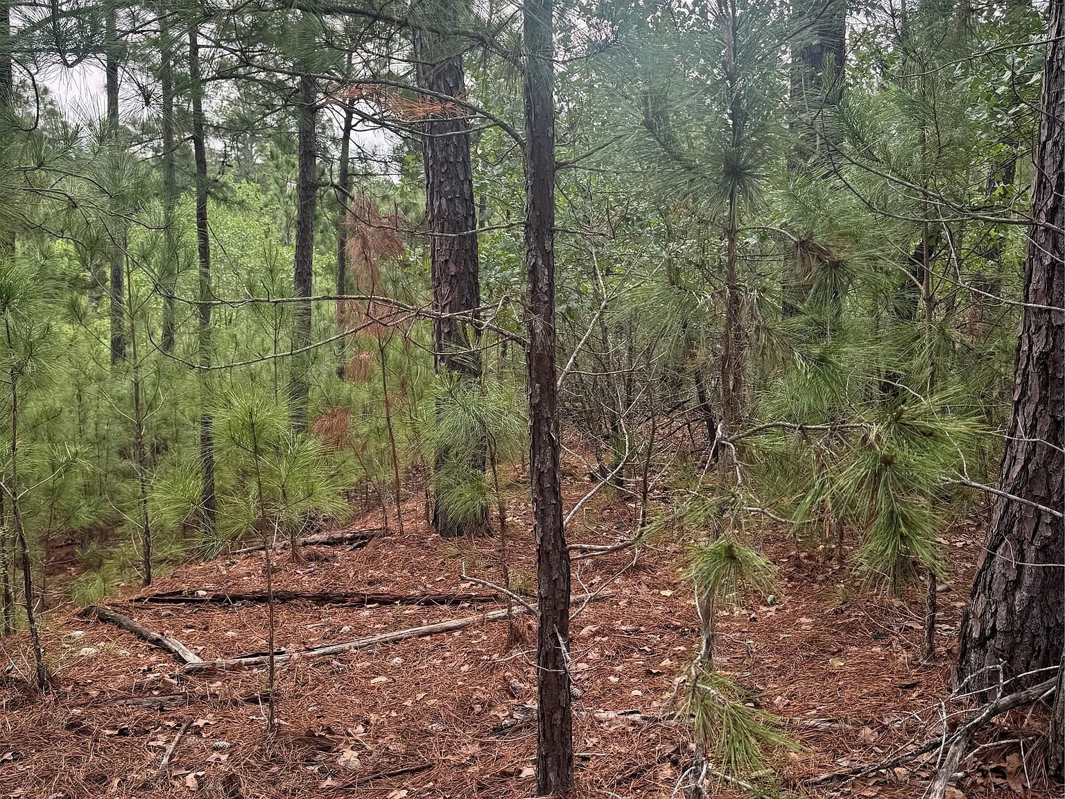 Lots 1490 1491 1492 Haleakala Bastrop, TX 78602 - Thumbnail 5