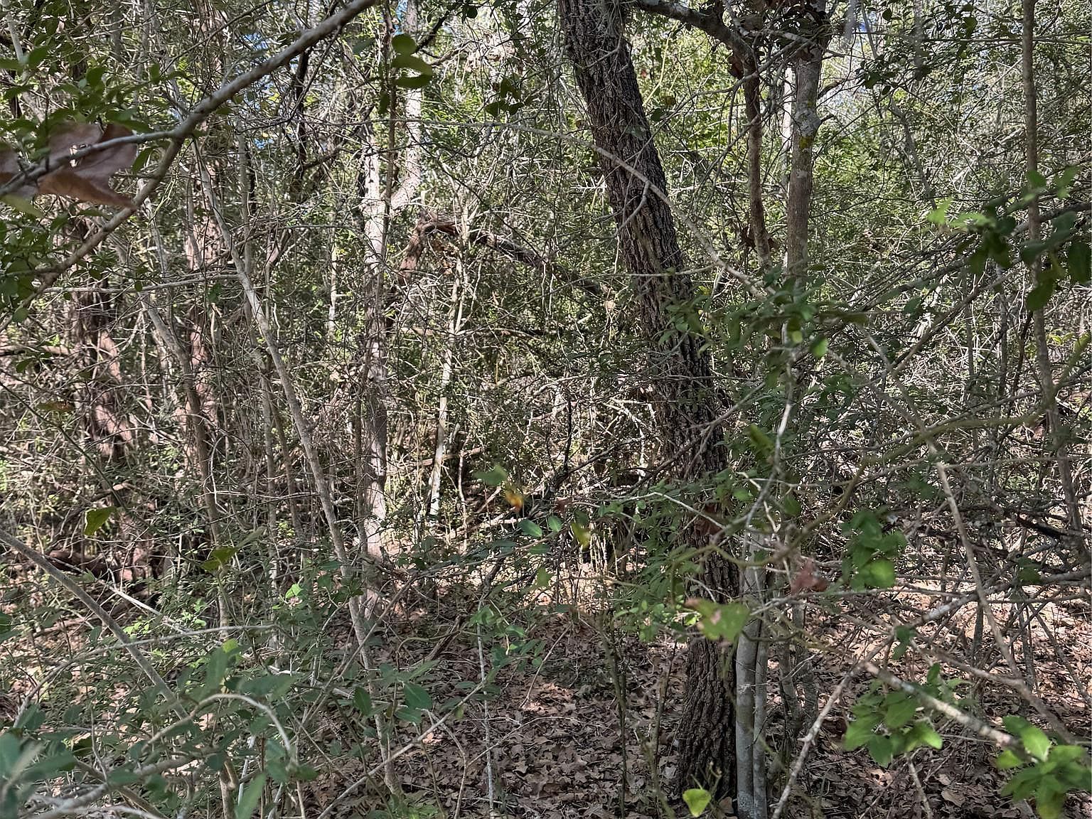 195 Kaelepulu Dr Bastrop, TX 78602 - Thumbnail 5