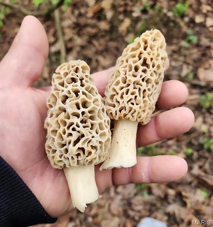 5063 Rock Rd Waterloo, IL 62298 - Thumbnail 5