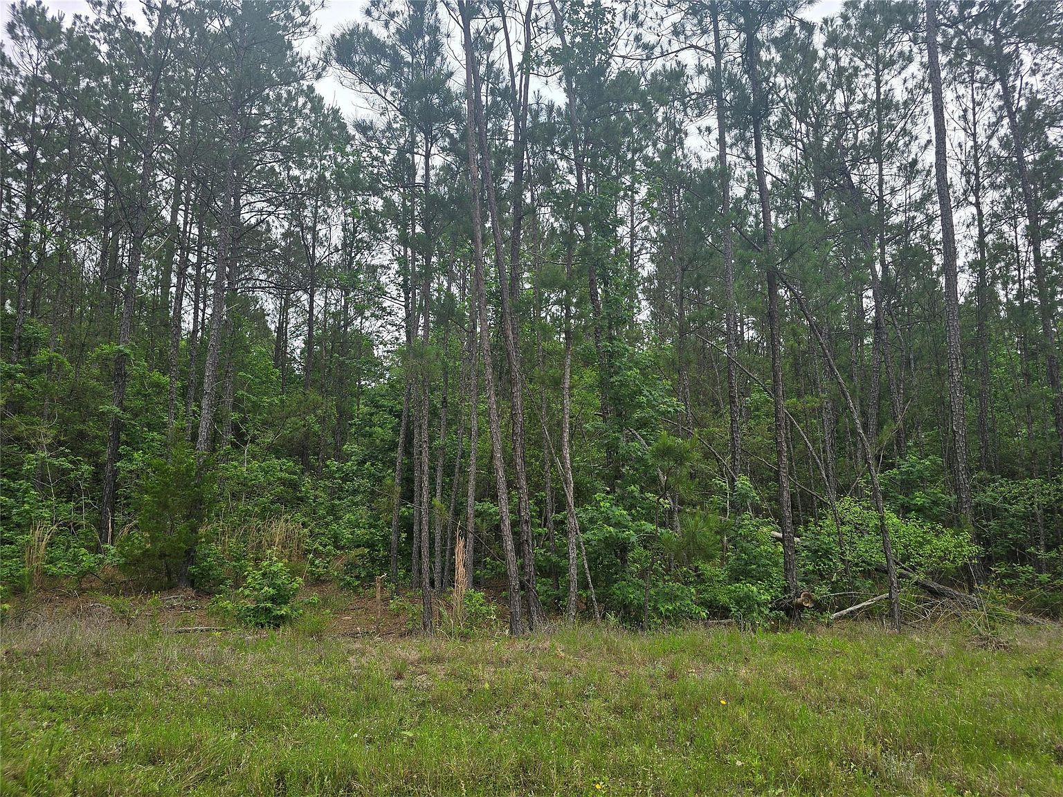 15386 Red Hawk Rd Lot 21 Willis, TX 77378 - Thumbnail 5