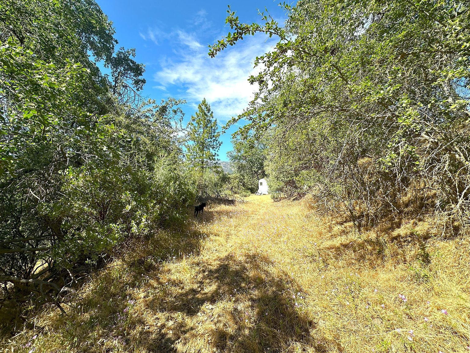 LOT 7 Pine Flat Dr California Hot Springs, CA 93207 - Thumbnail 5