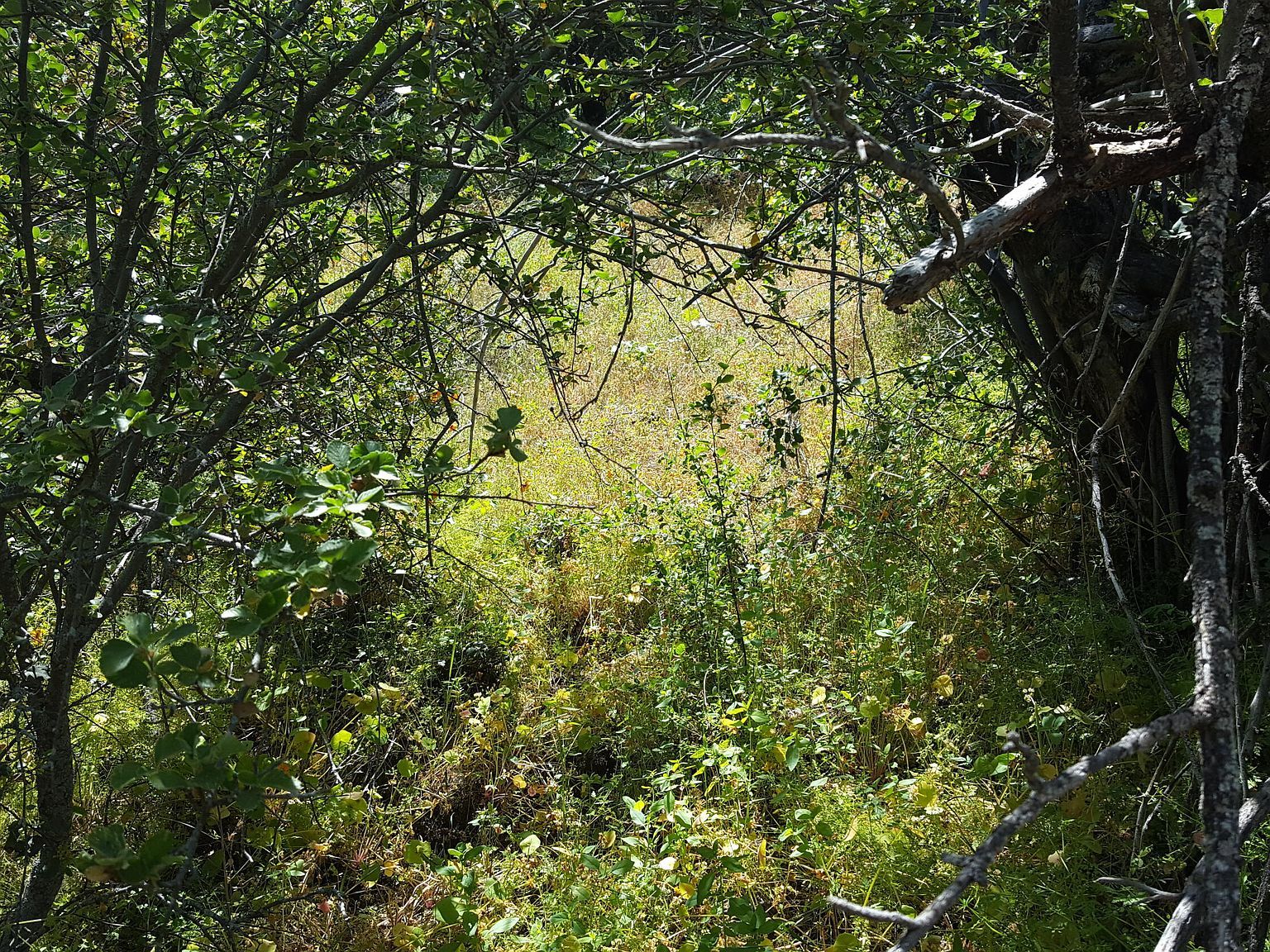 LOT 24 Rocking K Dr California Hot Springs, CA 93207 - Thumbnail 5