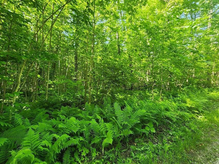 20 Ac Camp 23 Rd Gulliver, MI 49840 - Thumbnail 5