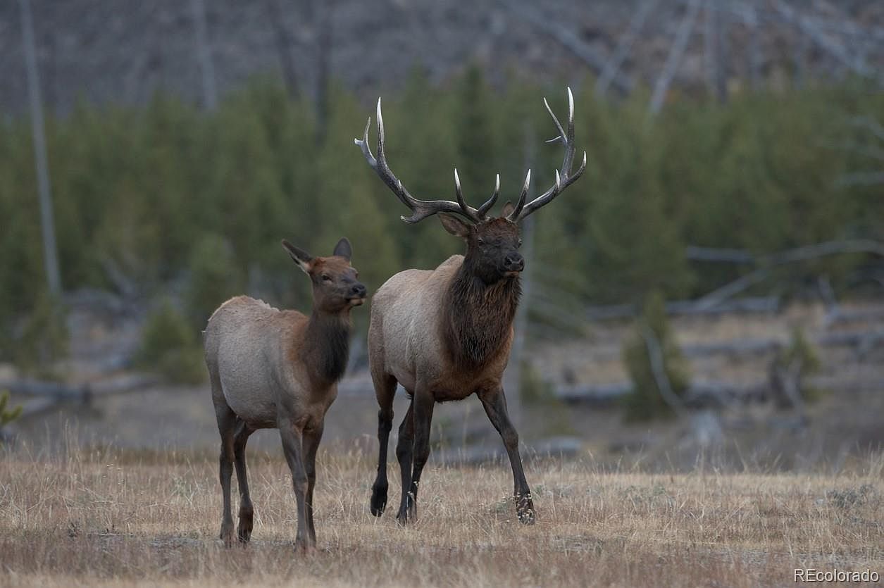 600 Virginia Ave LOT 6 Leadville, CO 80461 - Thumbnail 5