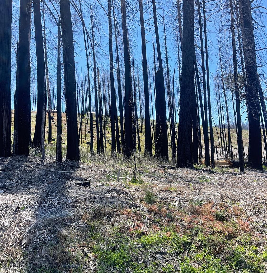 5106 Parkside Dr Grizzly Flats, CA 95636 - Thumbnail 5