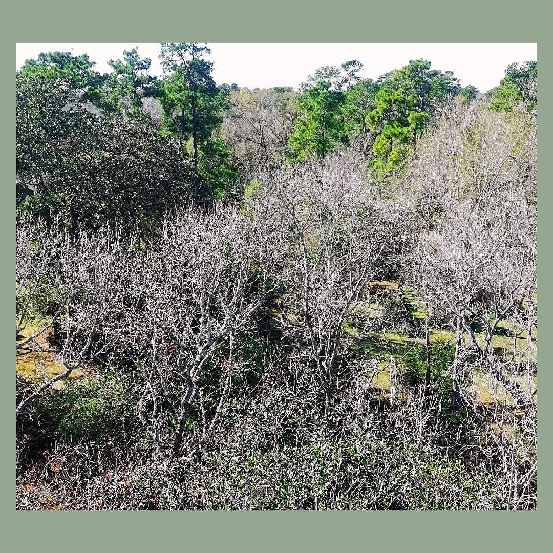 103 White Oak Dr New Caney, TX 77357 - Thumbnail 5