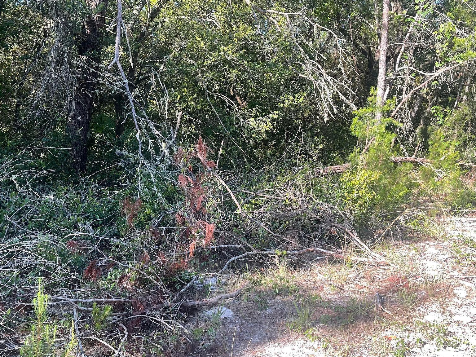 117 Waites Dr Florahome, FL 32140 - Thumbnail 5