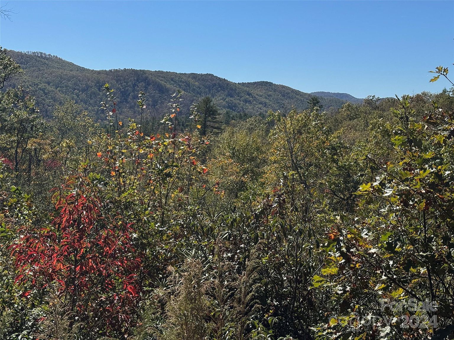 667 Laurel Thicket Brevard, NC 28712 - Thumbnail 5