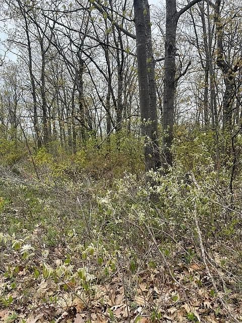 LOT 130 Highland Pines Rd Presque Isle, MI 49777 - Thumbnail 5