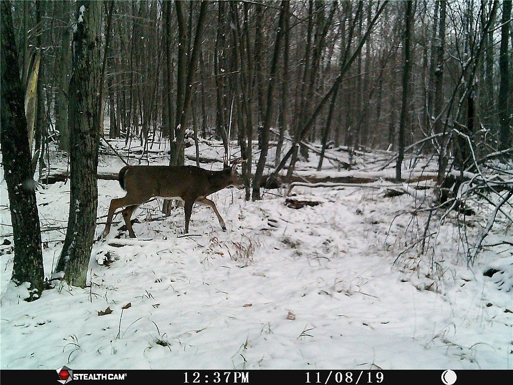 Peakville Rd #15 East Branch, NY 13756 - Thumbnail 5