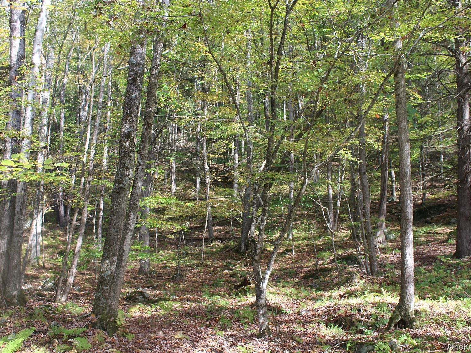Peakville Rd East Branch, NY 13756 - Thumbnail 5