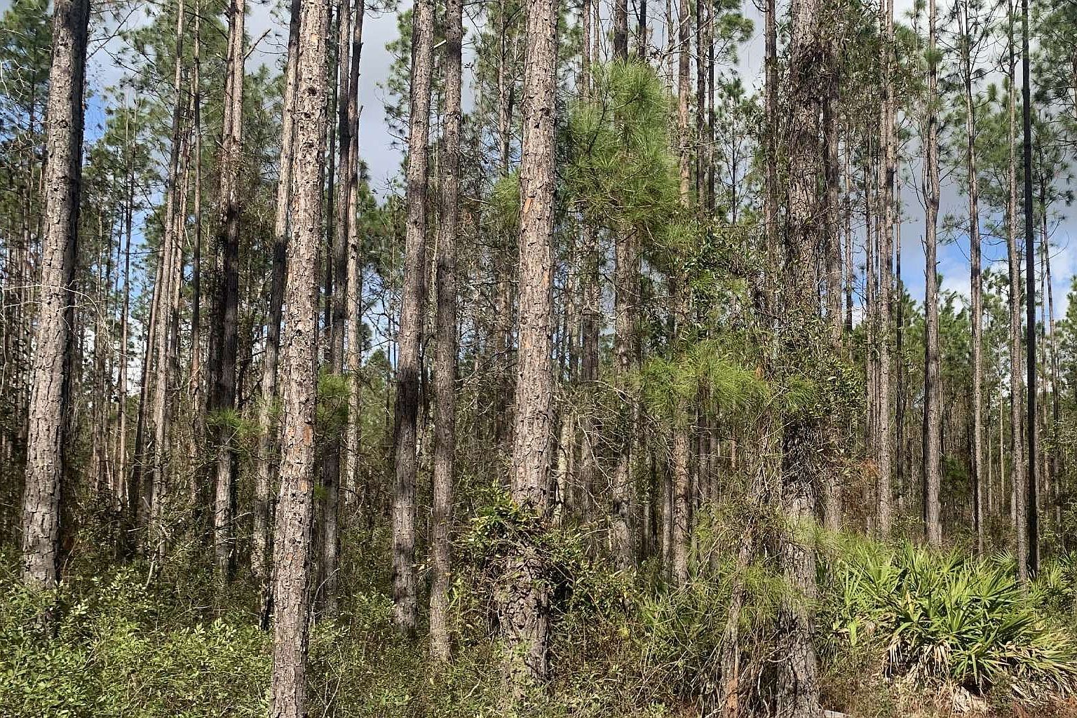 Tdb Northeast Dr #25 Jasper, FL 32052 - Thumbnail 5