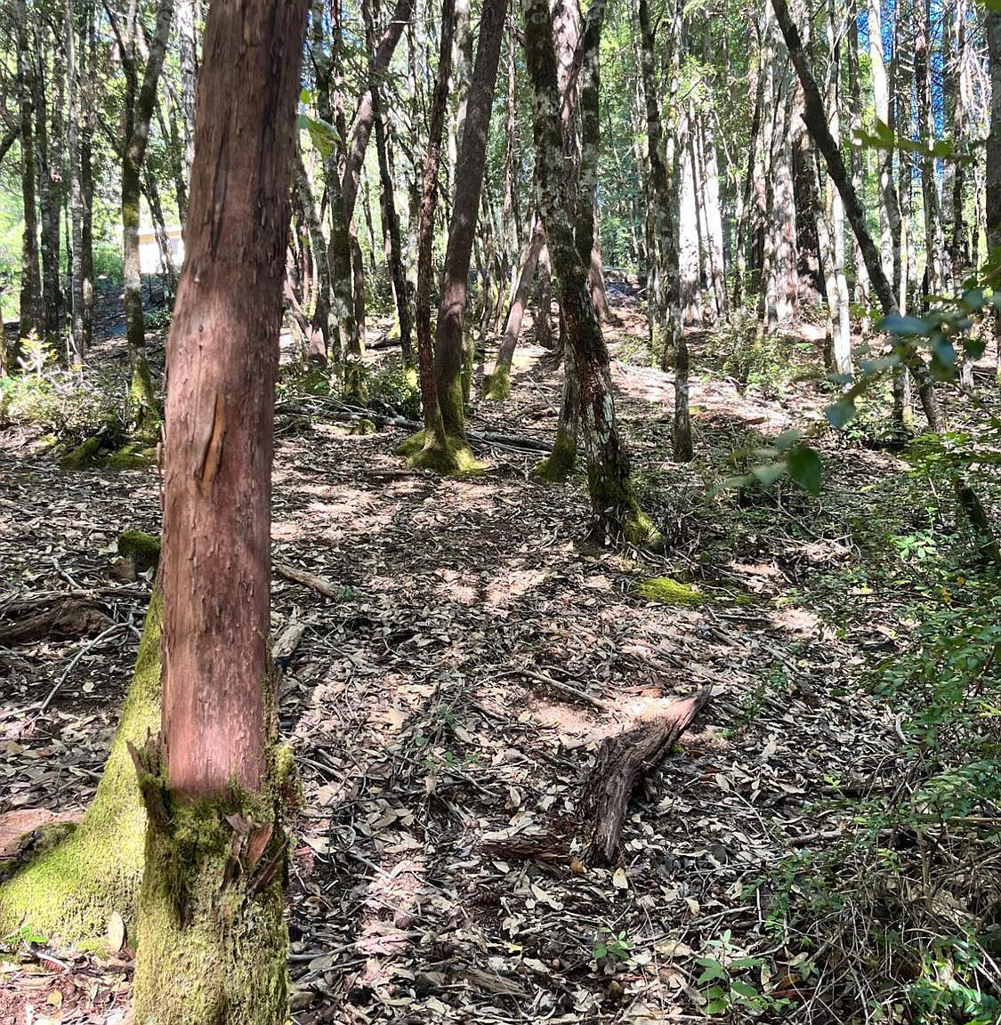 25143 Blue Jay Pl Willits, CA 95490 - Thumbnail 5