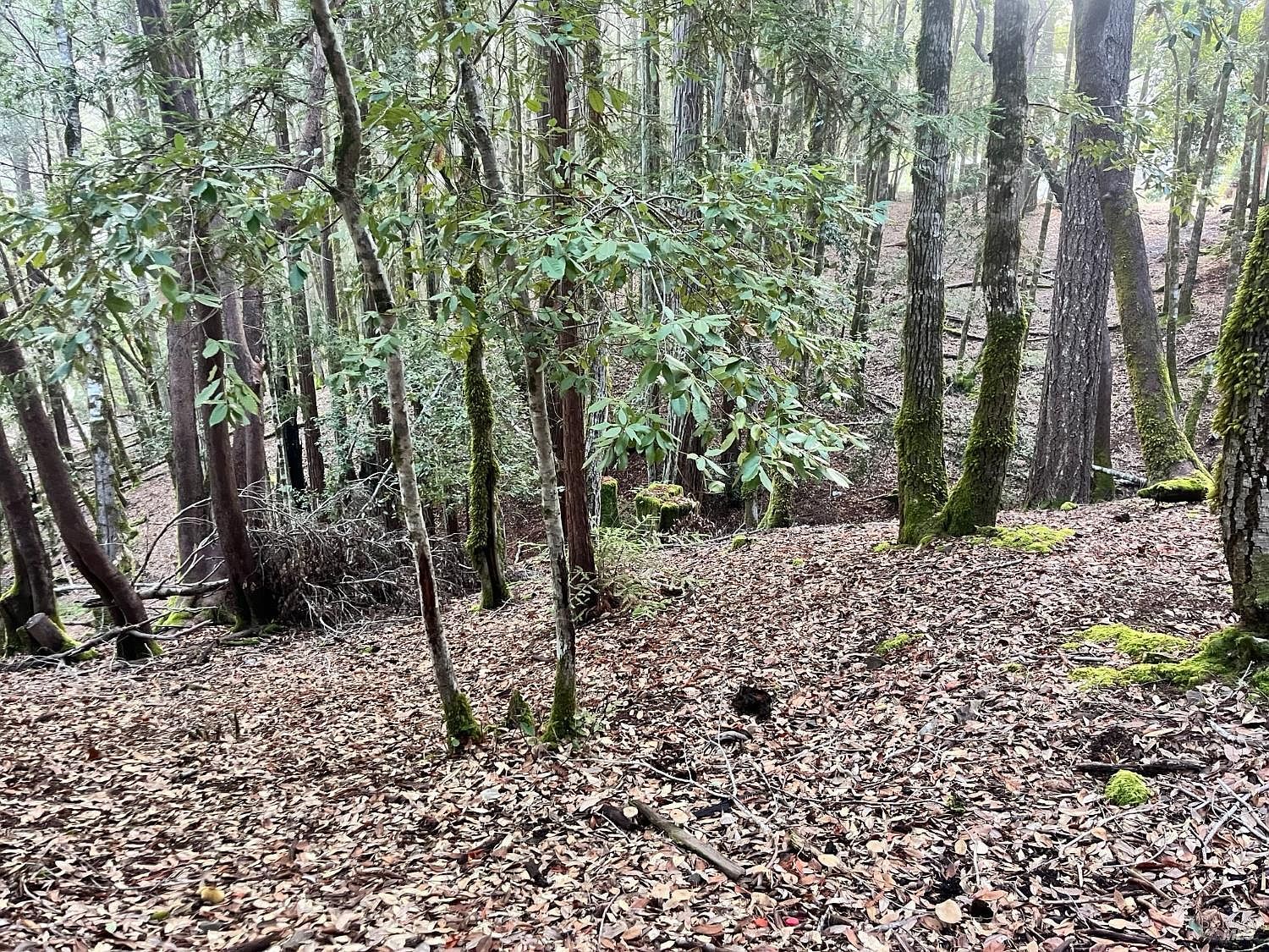 1451 Perch Way Willits, CA 95490 - Thumbnail 5