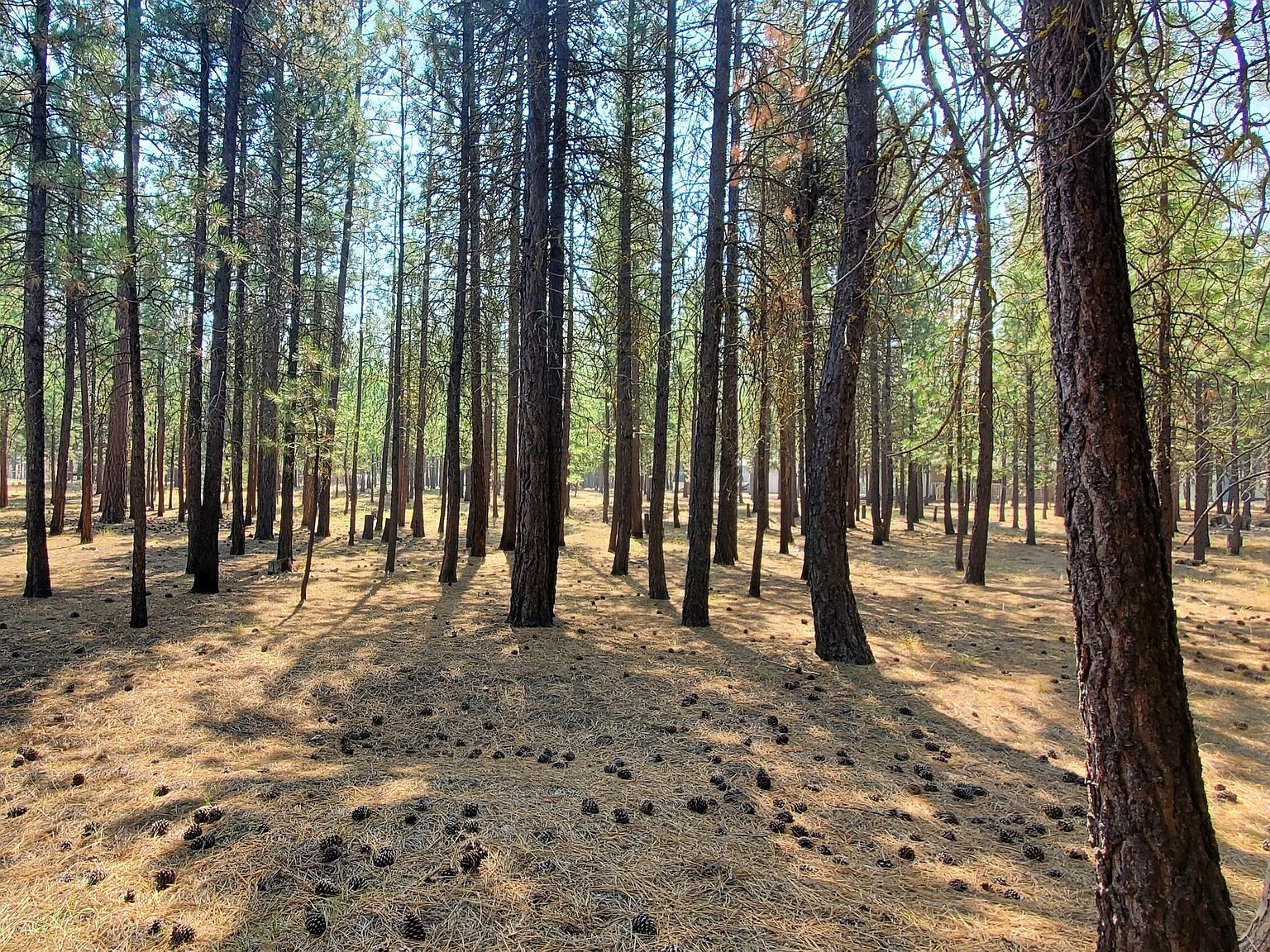 51986 Black Pine Way La Pine, OR 97739 - Thumbnail 5