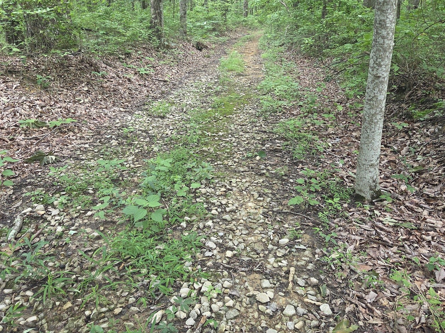 0 Blumont Dr Altamont, TN 37301 - Thumbnail 5