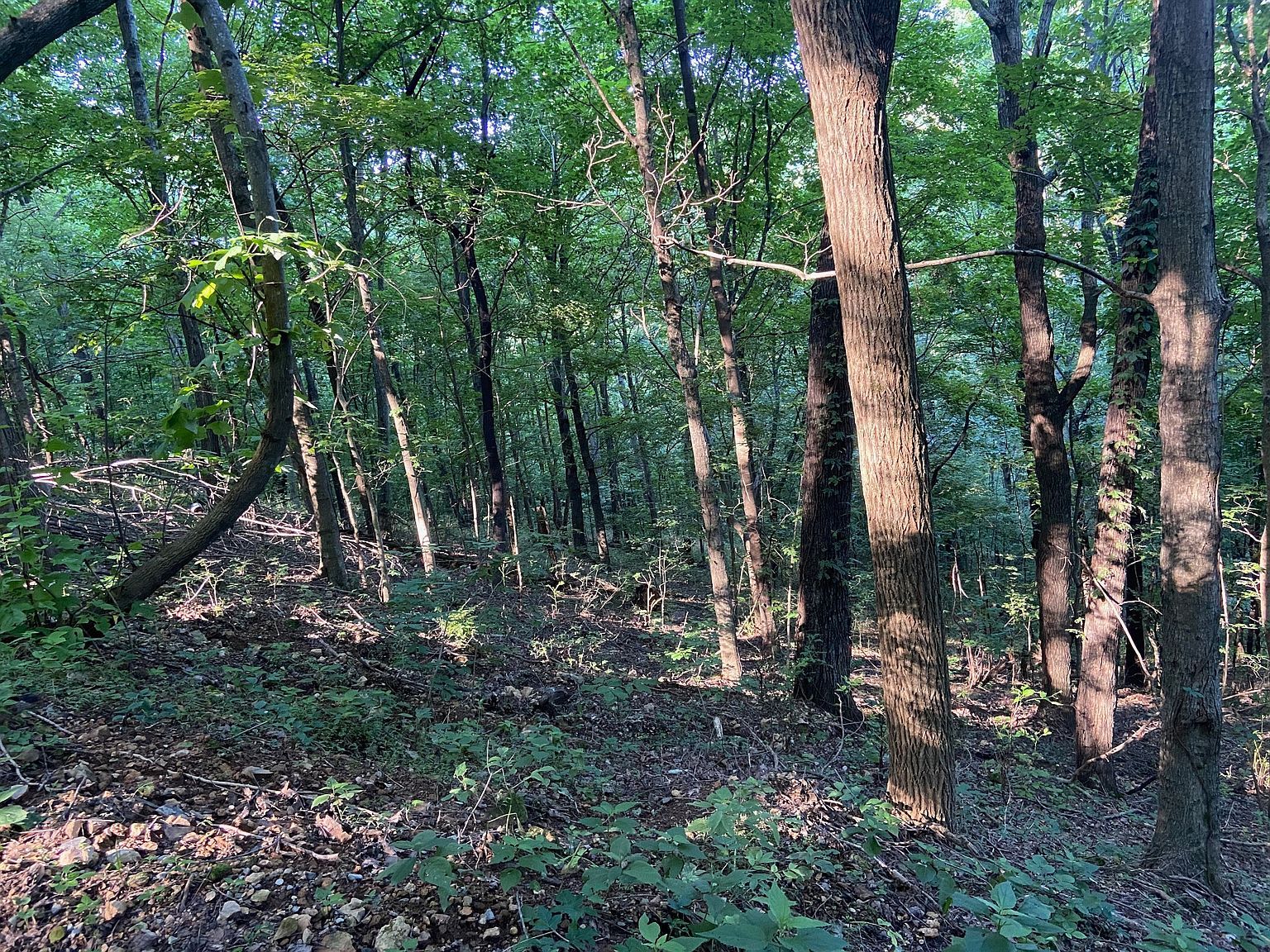 3147 Dale Ridge Rd Dowelltown, TN 37059 - Thumbnail 5