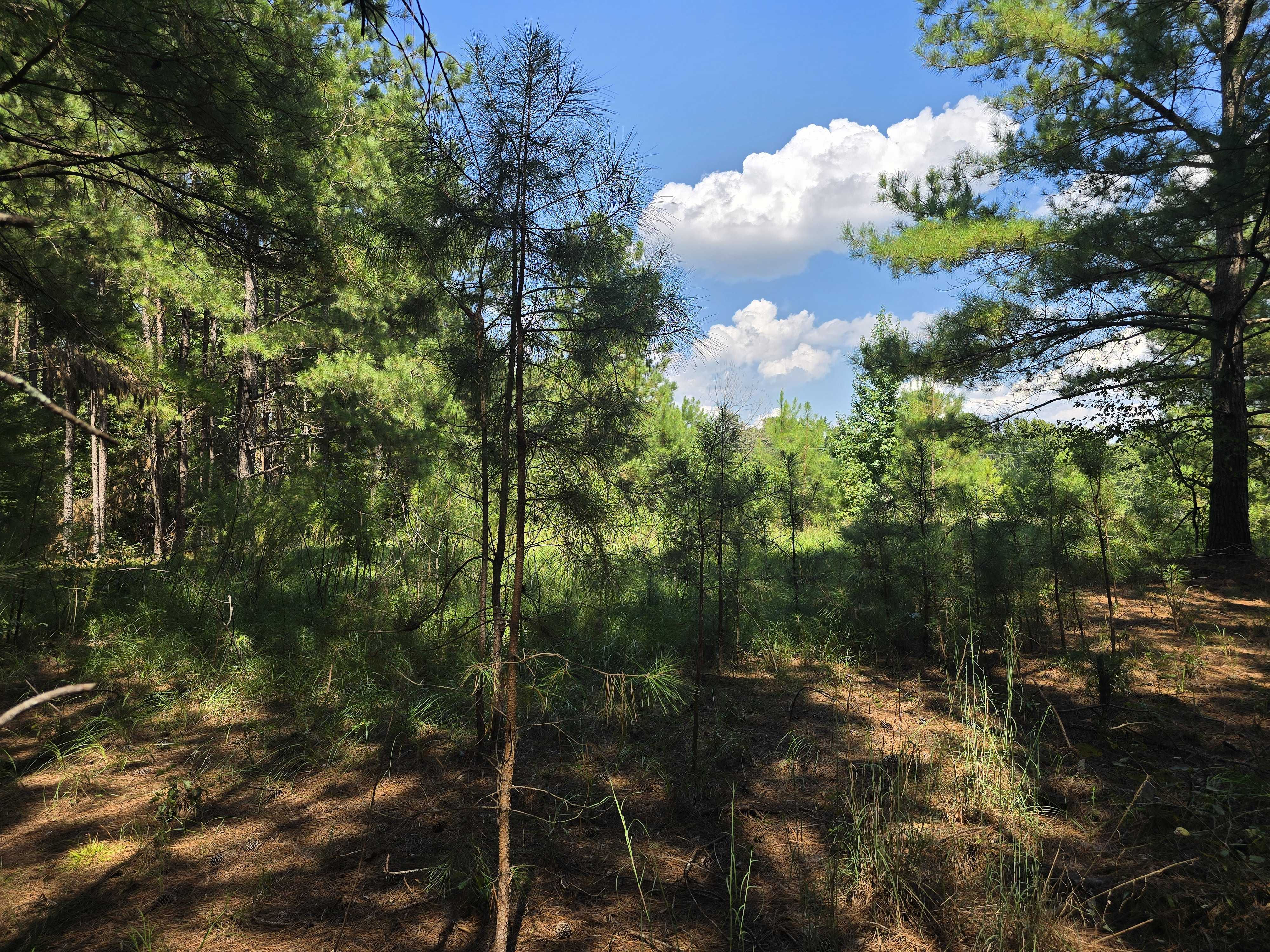 15 Dyches Road, Grovetown, GA, USA, 30813 - Thumbnail 5