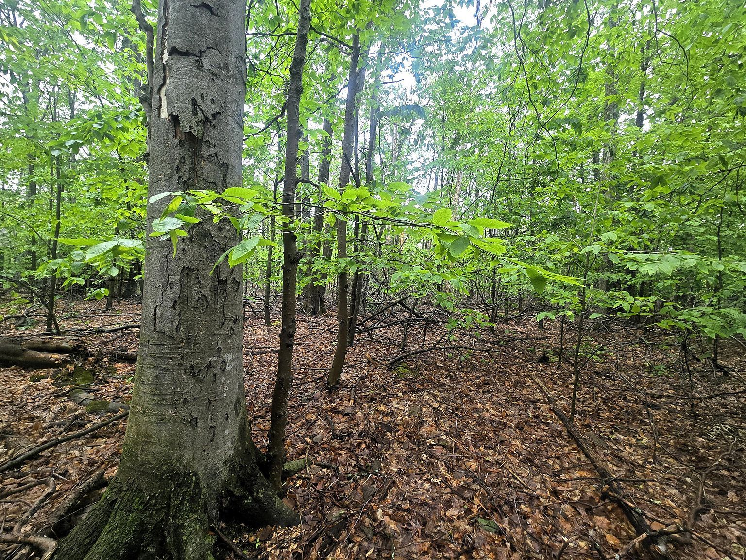 413 Michaywe Dr Gaylord, MI 49735 - Thumbnail 5