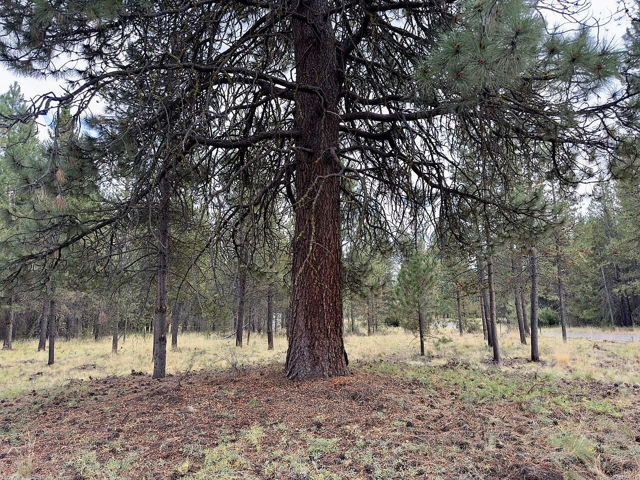 Caribou Dr Bend, OR 97707 - Thumbnail 5