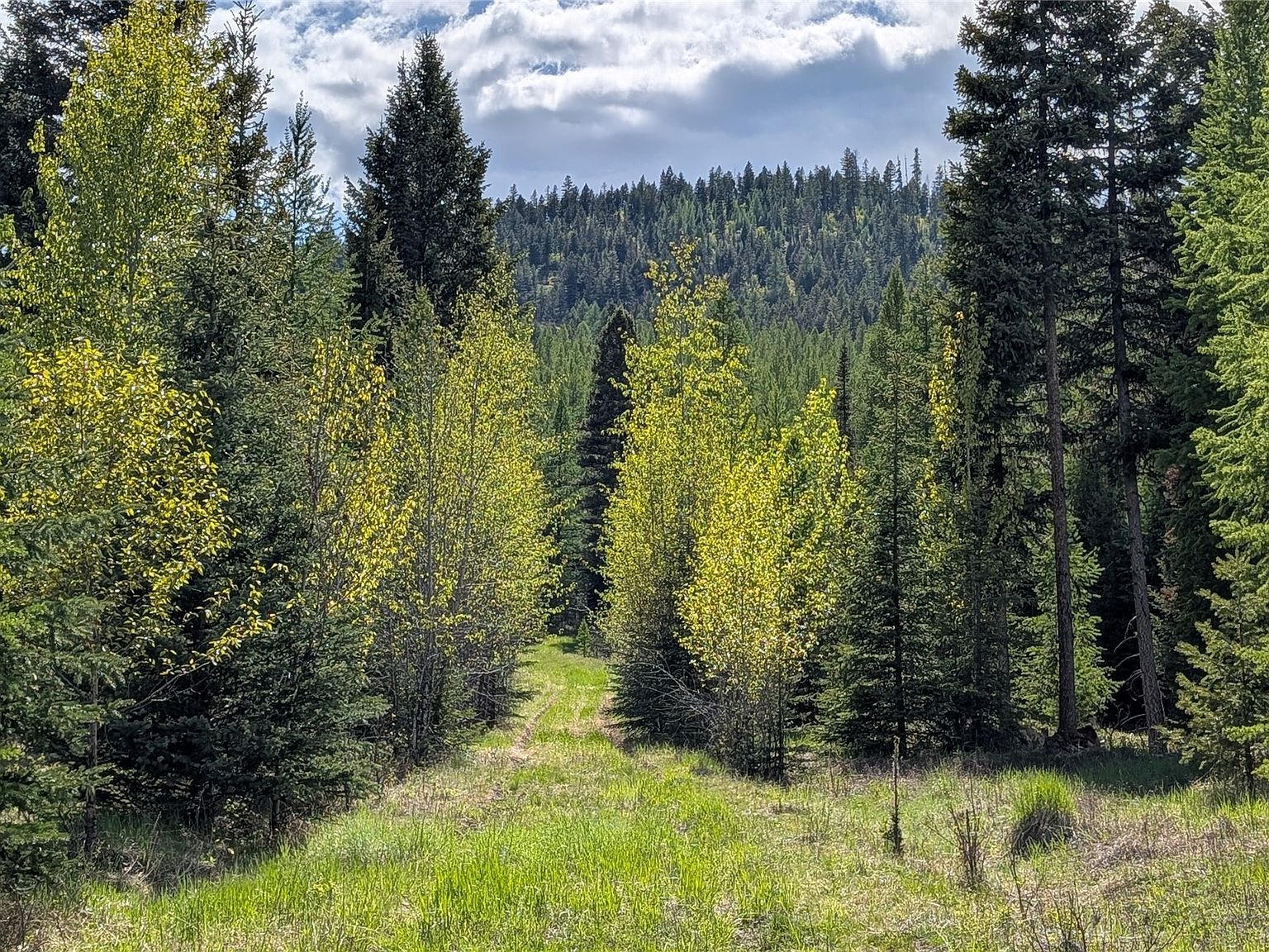161 Bernard Creek Rd Kila, MT 59920 - Thumbnail 5