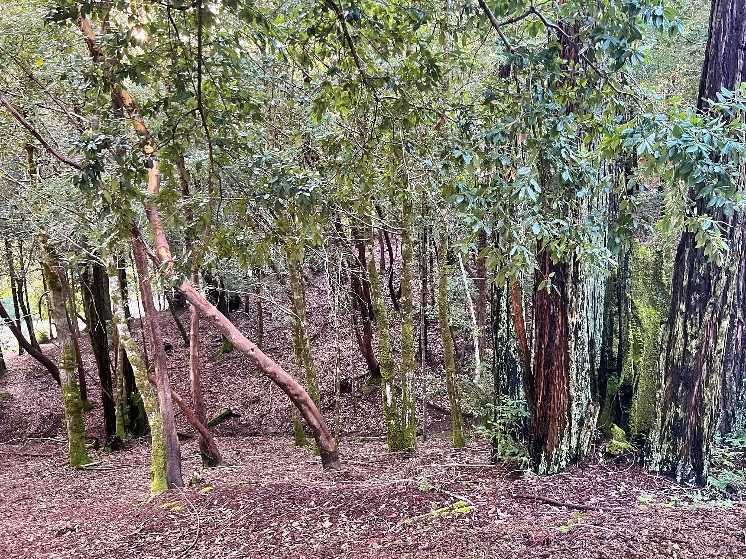 26075 Poppy Dr Willits, CA 95490 - Thumbnail 5