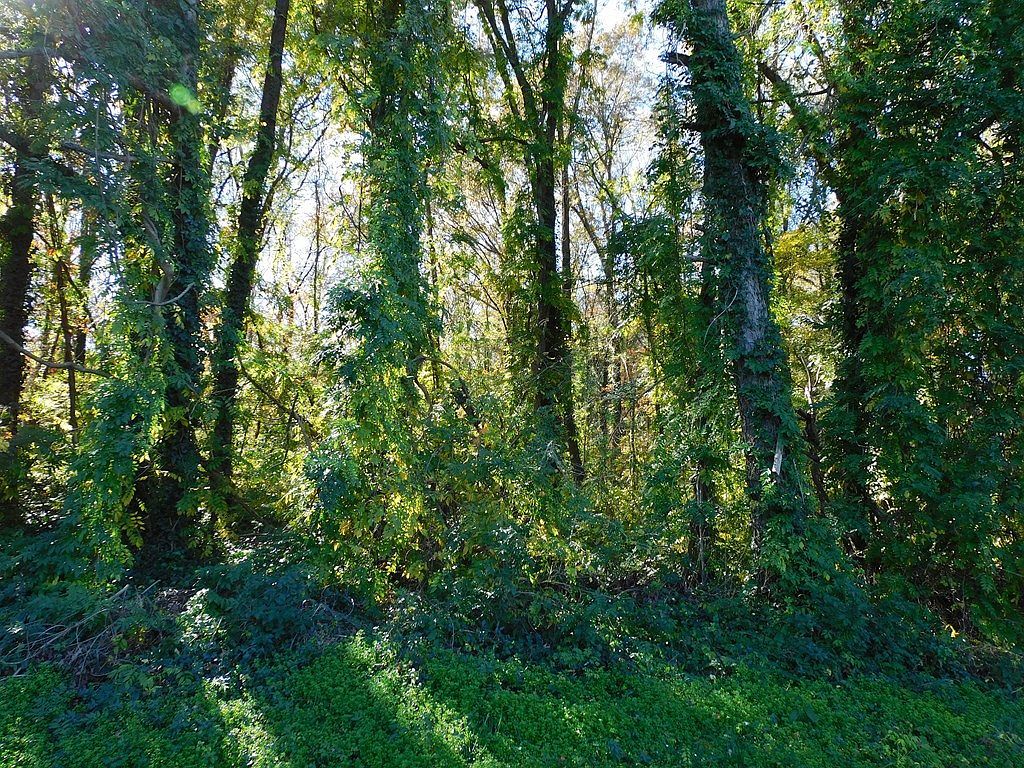 4.70 Hamilton Blvd South Boston, VA 24592 - Thumbnail 5