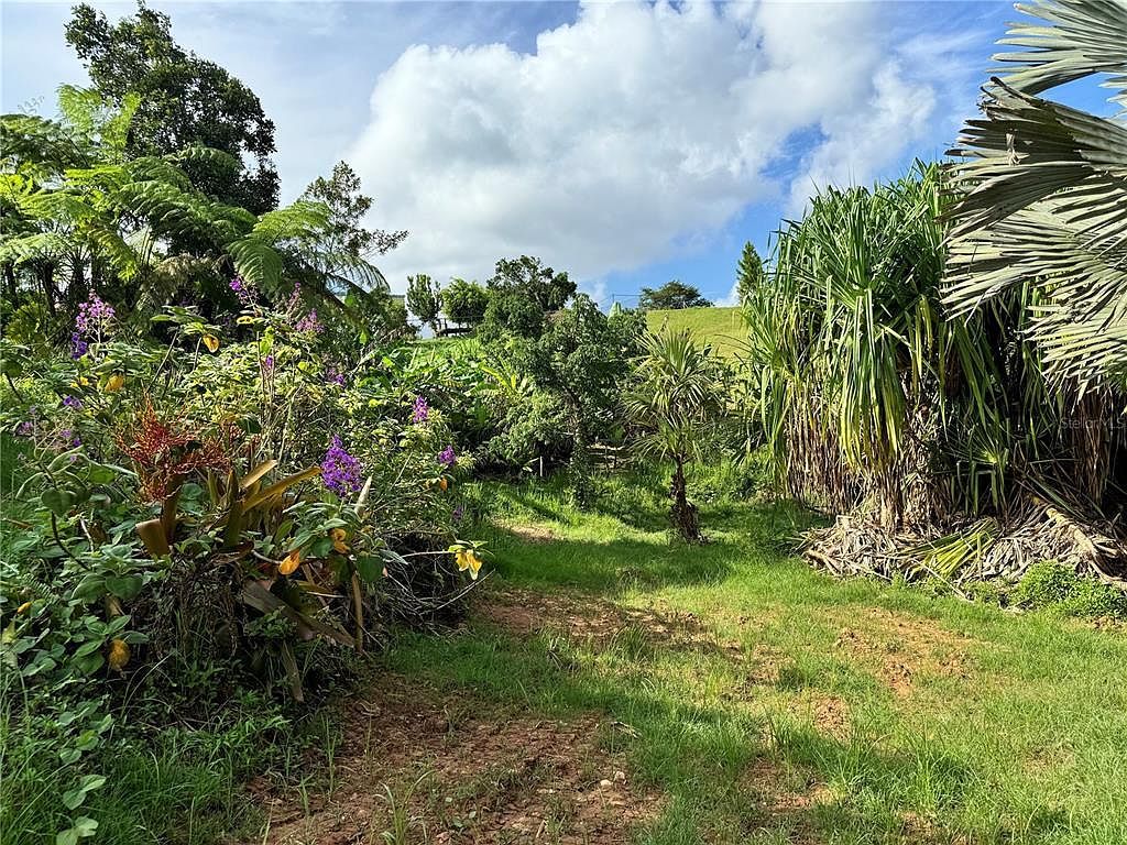 38 Yagrumo St #II Aguas Buenas, PR 00703  | Land/Lot