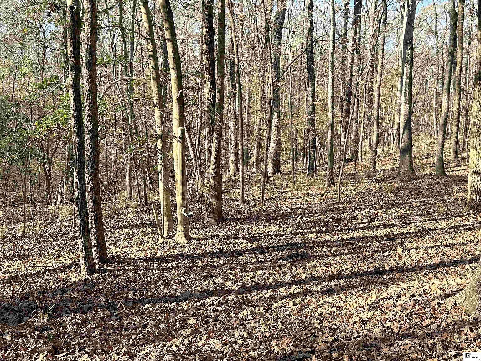 1402 Terral Island Rd Farmerville, LA 71241 - Thumbnail 5