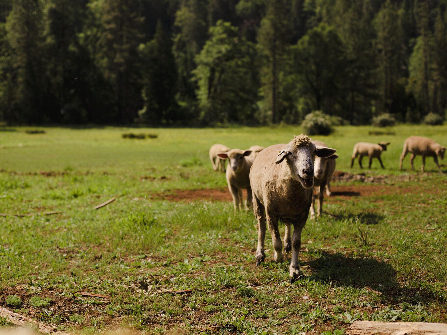 29276 Bullskin Ridge Rd Oak Run, CA 96069 - Thumbnail 5