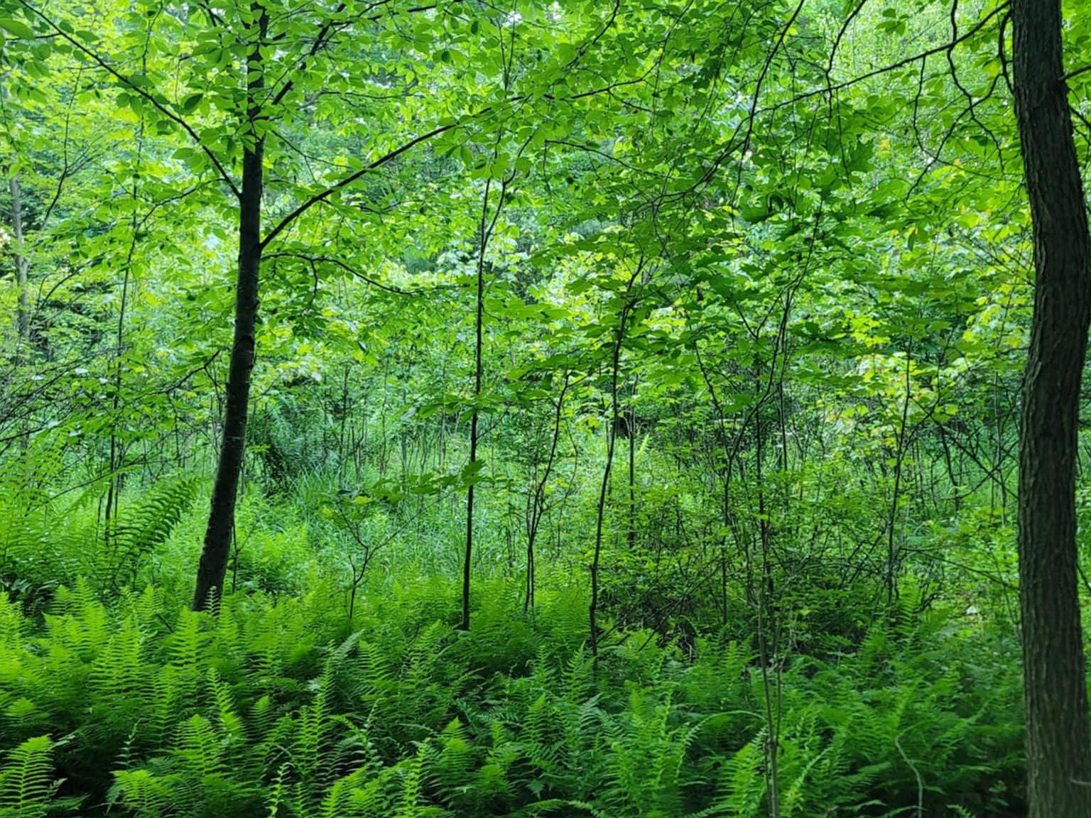 Philipsburg Bigler Hwy Woodland, PA 16881 - Thumbnail 5