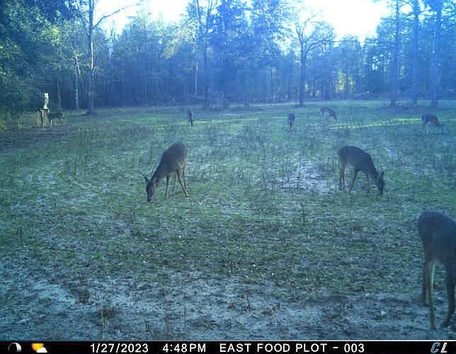 7901 Ashleigh Rd Blackville, SC 29817 - Thumbnail 5