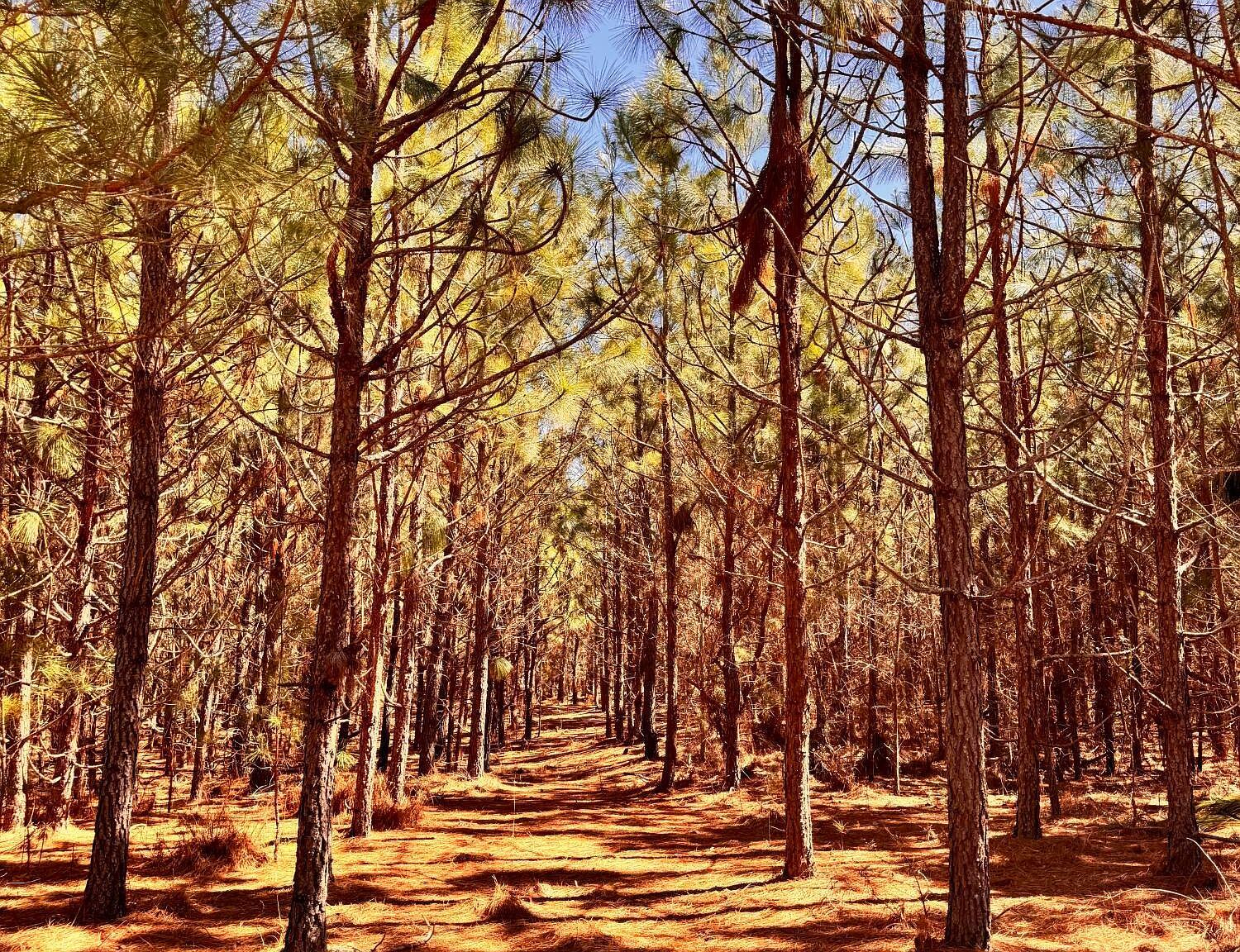 Collum Pond Rd Wagener, SC 29164 - Thumbnail 5