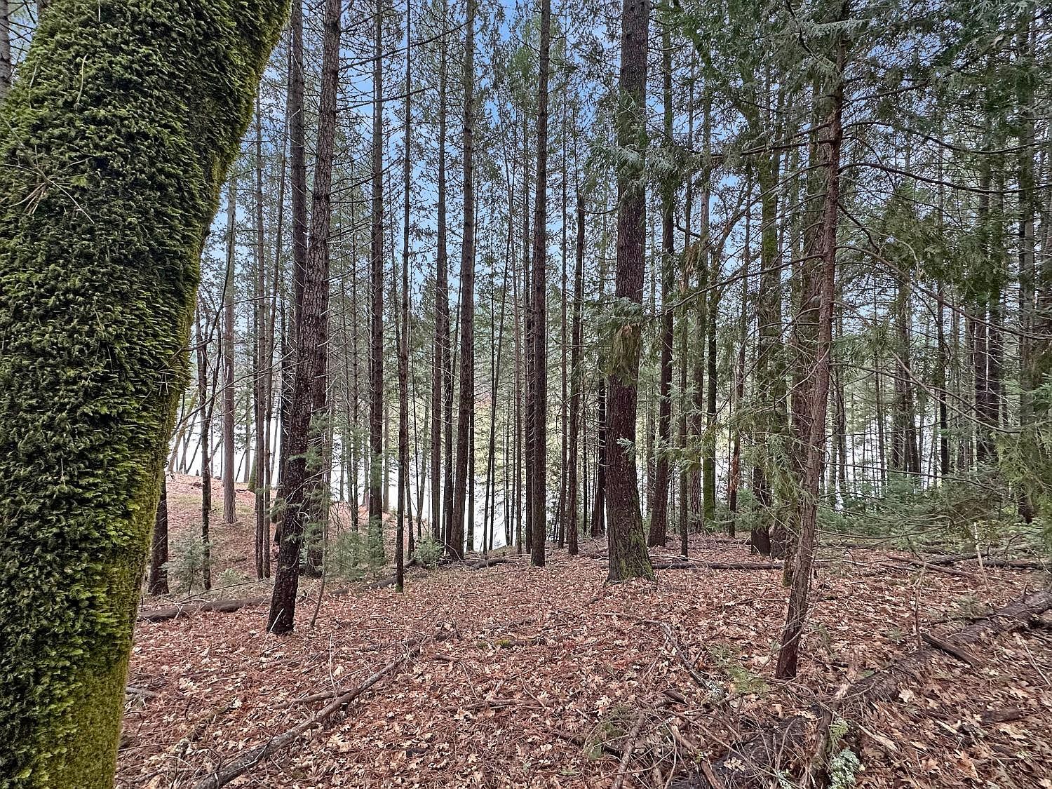 17871 Rollins View Dr Grass Valley, CA 95945 - Thumbnail 5