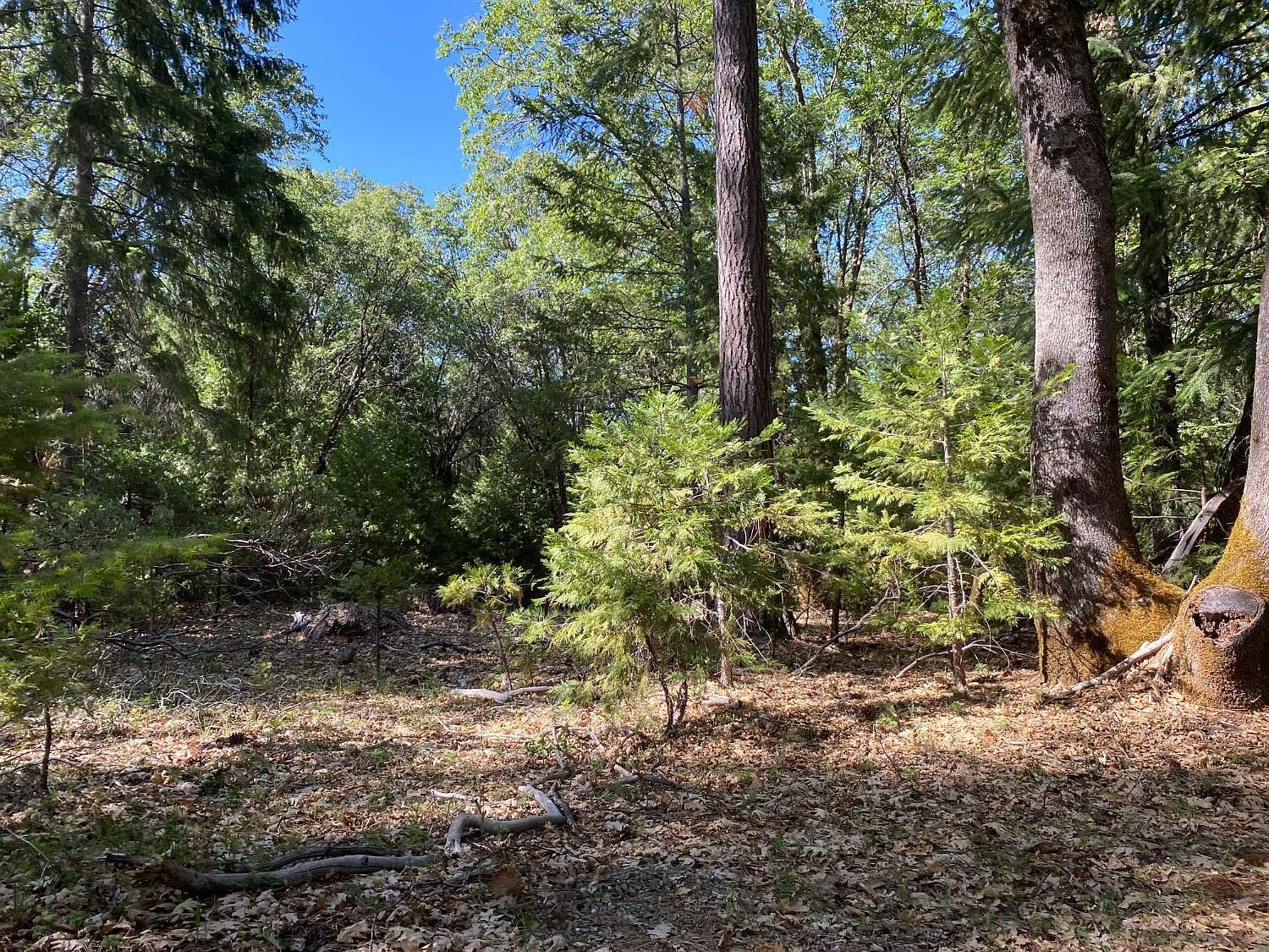 12595 Blackberry Trl Grass Valley, CA 95945  | Land/Lot