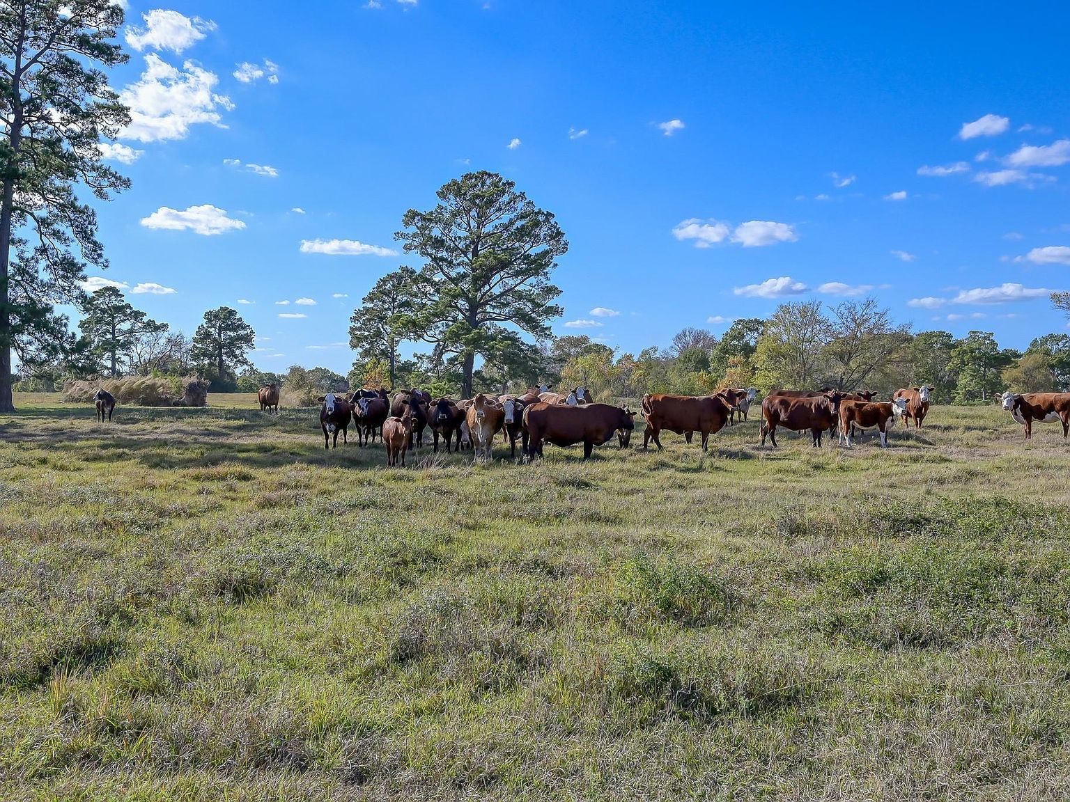 75 Spring Branch Rd Montgomery, TX 77316 - Thumbnail 5