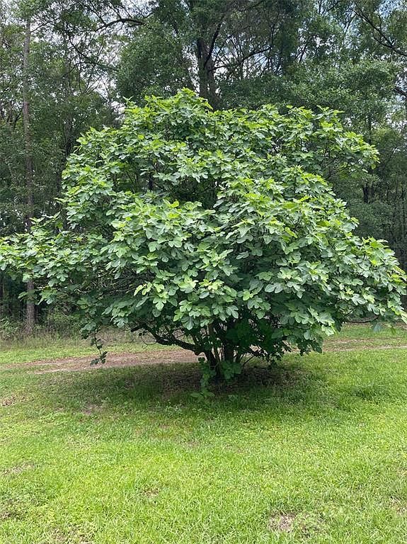 24415 NW 90th Pl Alachua, FL 32615 - Thumbnail 5