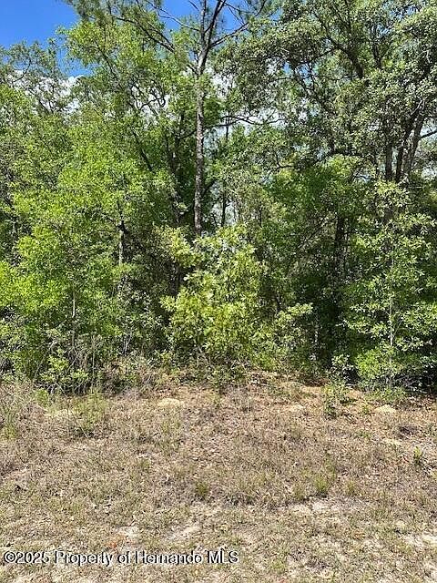 2235 W Summer Pl Citrus Springs, FL 34434 - Thumbnail 5