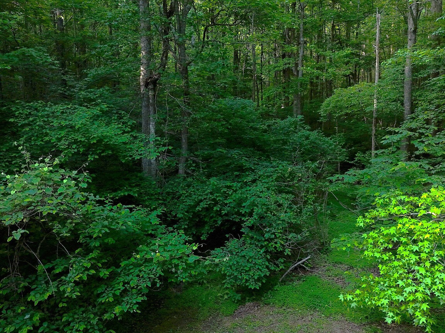 0 Nocona Trl Ellijay, GA 30536 - Thumbnail 5