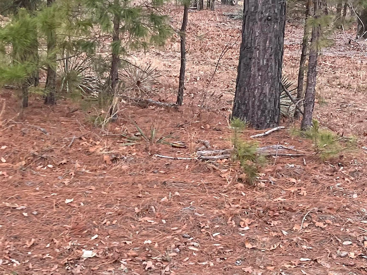 19215 Fm 1804 Lindale, TX 75771 - Thumbnail 5