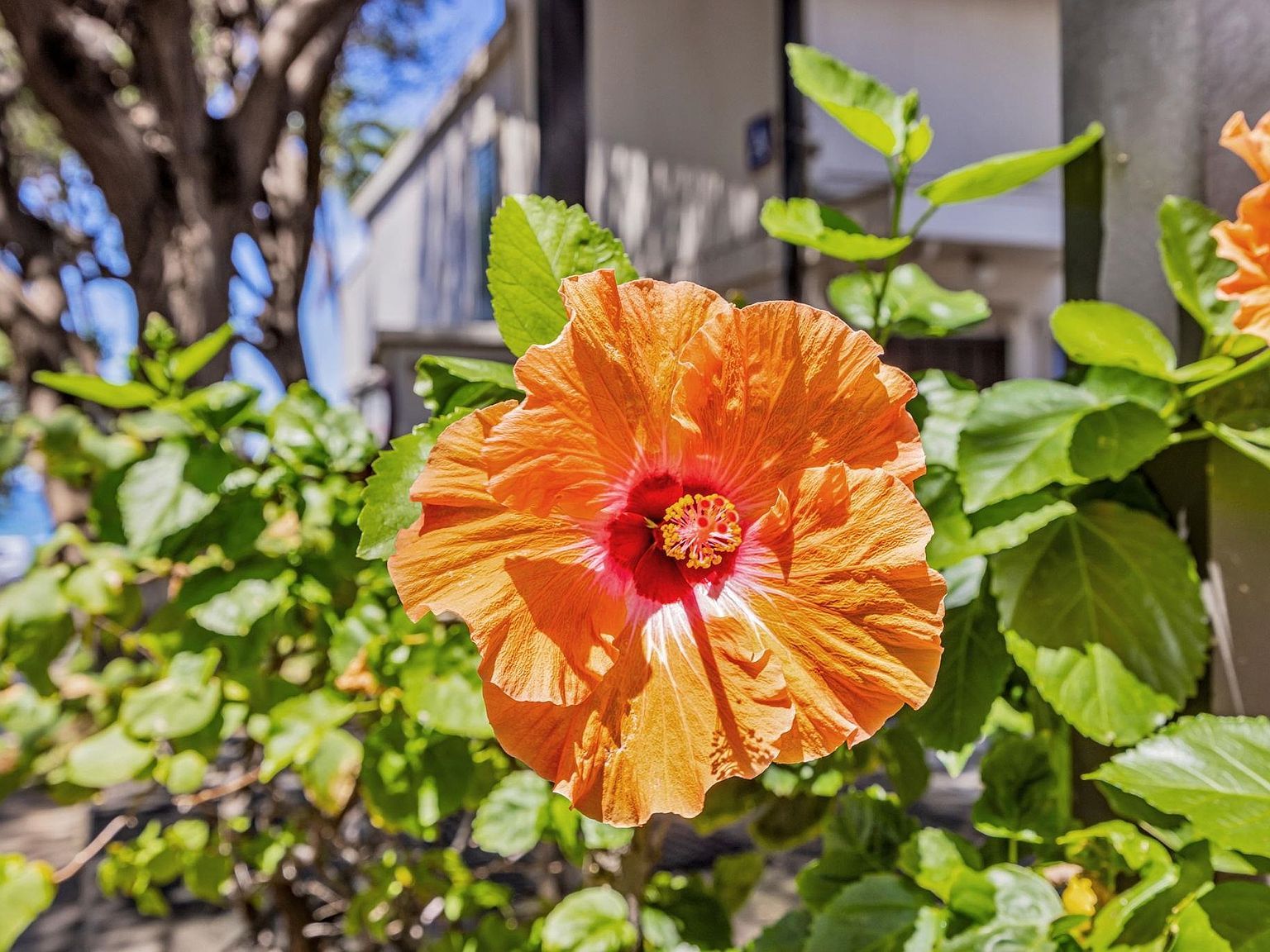 2531 S Kihei Rd APT C620 Kihei, HI 96753 - Thumbnail 5