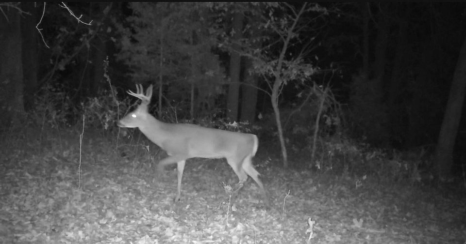 840 Miller Rd Ola, AR 72853 - Thumbnail 5