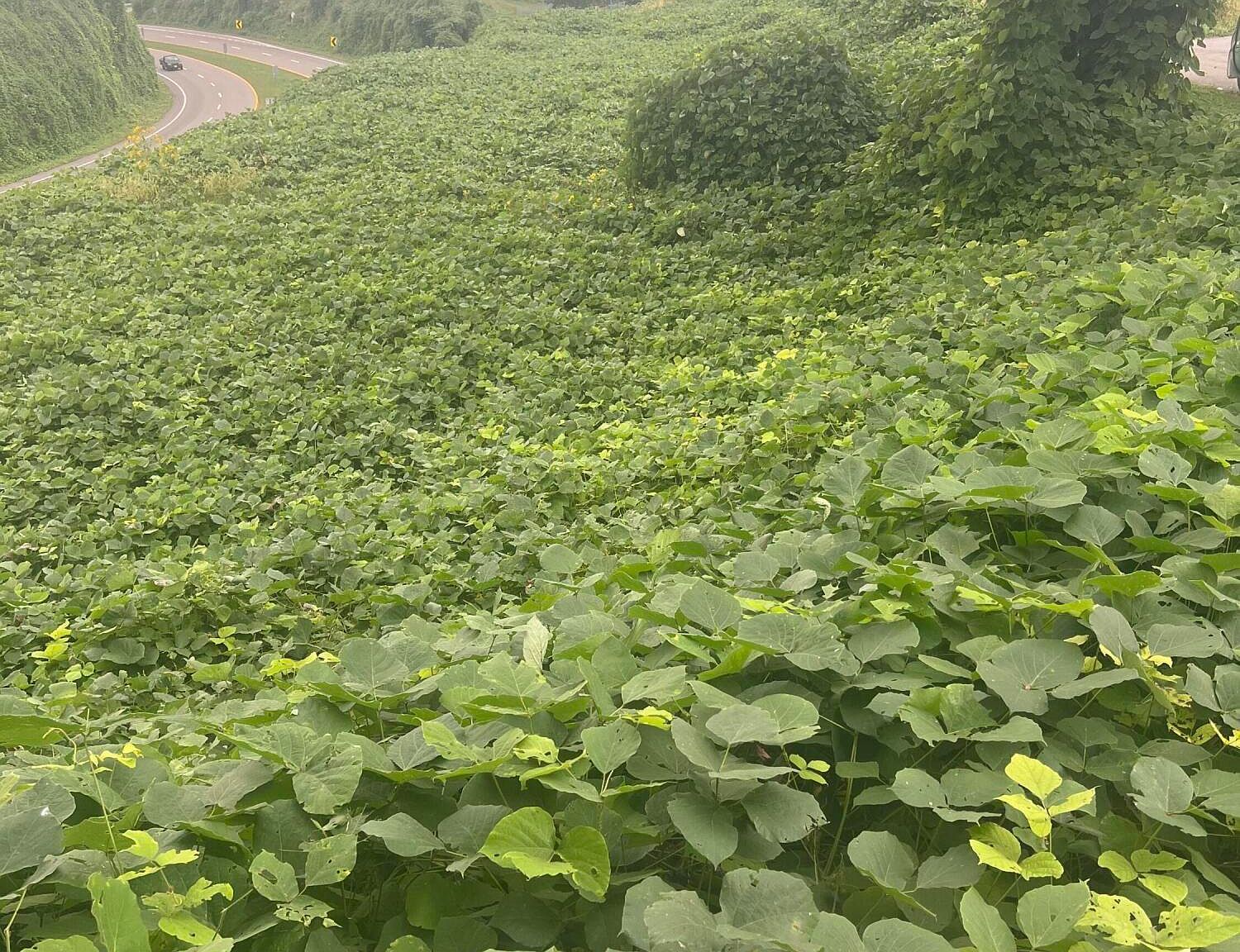 0 Burke St, Castlewood, VA, 24224 - Thumbnail 5