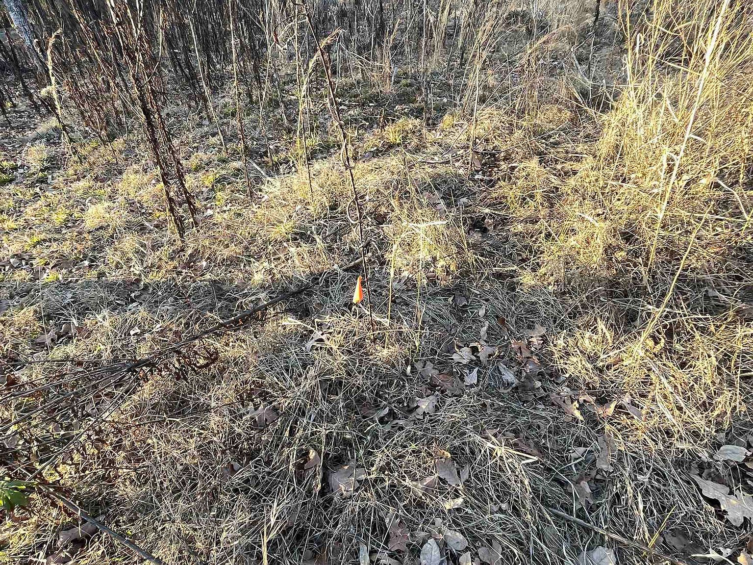 257 Cagle Rock Cir LOT 73 Russellville, AR 72802 - Thumbnail 5