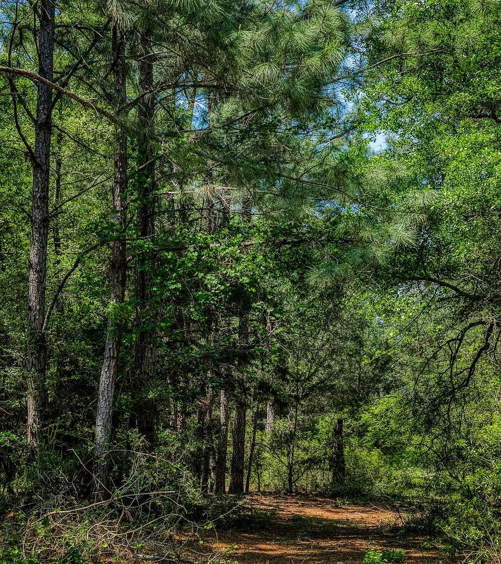 7266 County Road 449 Marquez, TX 77865 - Thumbnail 5