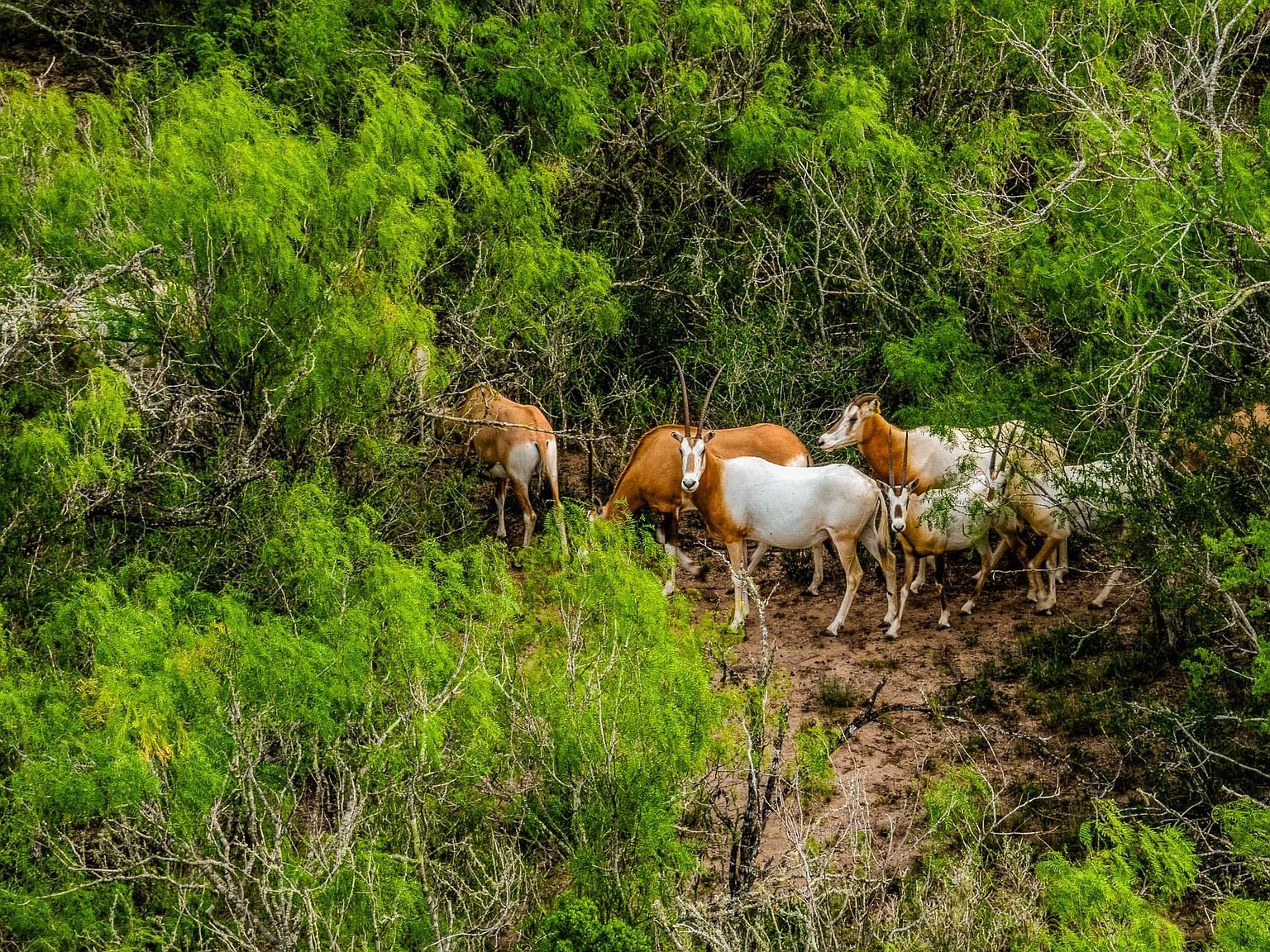 5172 County Road 321 Freer, TX 78357 - Thumbnail 5