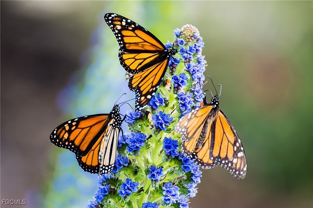 4407 SW 19th Ave Cape Coral, FL 33914 - Thumbnail 5